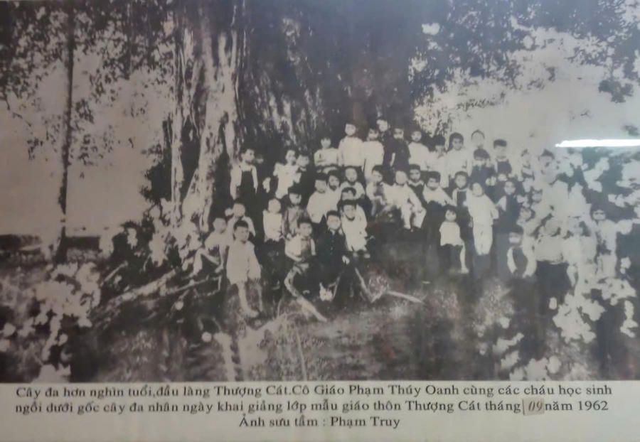 Bức ảnh lưu niệm chụp năm 1962 dưới gốc cây đa cổ làng Thượng Cát. Sau khi "cụ" đa cổ chết, thì tại nơi này được tái sinh 03 cây đa mới, phát triển to khỏe, sum suê - chính là 3 cây đa đang bị "bức tử".