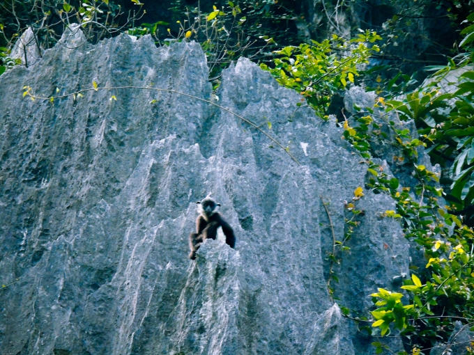 Vân Long là khu vực có diện tích đa dạng sinh học cao, có hệ sinh thái đá vôi là nơi sinh sống của quần thể voọc quần đùi