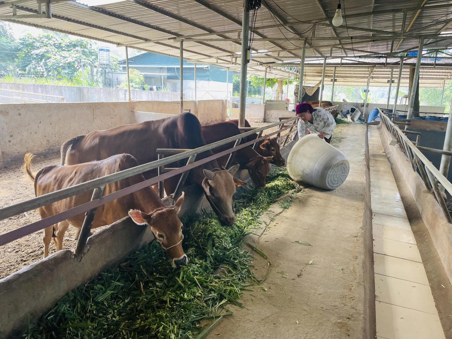 Trang trại chăn nuôi bò được ăn uống khoa học, đảm bảo dinh dưỡng để phát triển đồng đều cho ra sản phẩm thịt đạt tiêu chuẩn Vietgap.