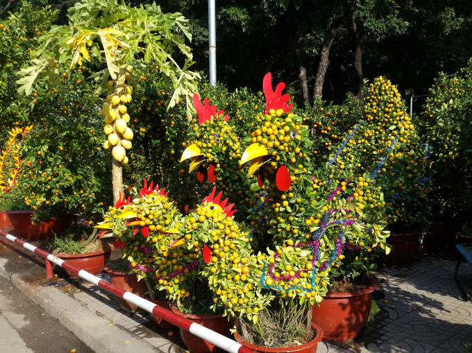 Cây quất (cây tắc) trưng tết được thiết kế hình con gà mừng xuân Đinh Dậu.