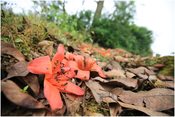 Hoa gạo là loài hoa cánh đơn với 5 cánh lớn, cánh hoa dày chứ không mỏng và mang màu sắc đỏ tươi đầy sức sống. Hoa gạo có điểm rất đặc trưng là không mọc dày sát nhau, nhưng lại bung nở đỏ rực cùng một thời điểm. Có lẽ vì thế mà hoa gạo khiến bao người ngẩn ngơ, mê mẩn đến độ chỉ cần nhắc đến tháng 3 là nghĩ đến mùa hoa gạo nở.