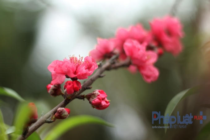 Đào nở muộn nhưng hoa rất to, và đẹp.