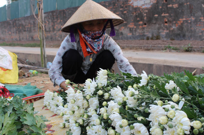 Ngoài cúc vàng, cúc trắng cũng được trồng trên diện rộng. Có lẽ, cúc là mặt hàng dễ tiêu thụ nhất tại đây nên cúc được trồng quanh năm.