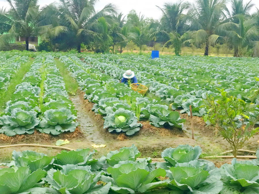 Cà Mau hỗ trợ xây dựng, nhân rộng mô hình giảm nghèo gắn với phát triển sản xuất, tạo sinh kế bền vững; phấn đấu 80% lao động nghèo được hỗ trợ nâng cao năng lực sản xuất...