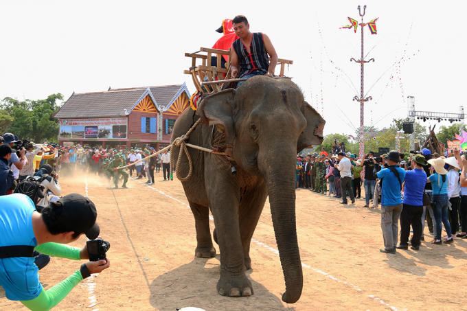 Với sức mạnh của m&igrave;nh, voi c&oacute; thể g&aacute;nh v&aacute;c những c&ocirc;ng việc nặng nhọc trong gia đ&igrave;nh như k&eacute;o gỗ, chở h&agrave;ng &hellip;&nbsp; (trong ảnh: hơn 20 du kh&aacute;ch thử sức bằng m&agrave;n k&eacute;o co với voi H&rsquo; Pl&oacute;h)