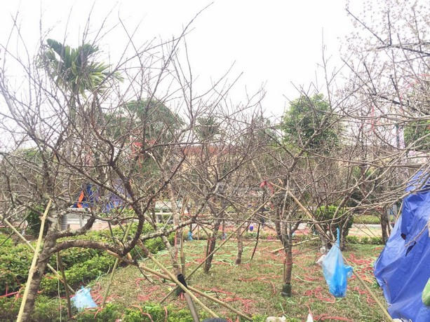 Trước đây đào chậu, đào gốc cổ thụ hay bon sai được người chơi hướng đến . Một gốc đào thế bon sai thường có giá khá cao thì đào rừng  có giá từ tầm trung hoặc bình dân hơn. Vì vậy, đáp ứng được nhiều nhu cầu thị hiếu của người chơi hoa: Một cành đào giá phải chăng, lại mang tới không gian ấm cúng trong nhà thì đào rừng đang được nhiều người chơi hướng tới.