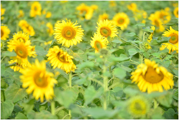 Theo thông tin từ ban quản lý Khu di tích cho biết: thời gian của loài hoa này chỉ kéo dài 15-20 ngày nhưng hoa hướng dương tại Hoàng Thành được duy trì dài hơn, dự kiến mùa hoa sẽ kéo dài tới tận Tết Nguyên đán để phục vụ người dân đến du Xuân. Ngoài ra ban quản lý Khu di tích Hoàng Thành Thăng Long đã có kế hoạch thực hiện trồng các loài hoa đặc trưng theo mùa tại khuôn viên.