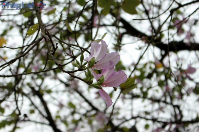 Chùm "hoa đôi" mang trên mình vẻ mong manh, nhẹ bẫng, phớt hồng hồng tím tím,...thật thơ mộng. (Ảnh: Đức Biên)