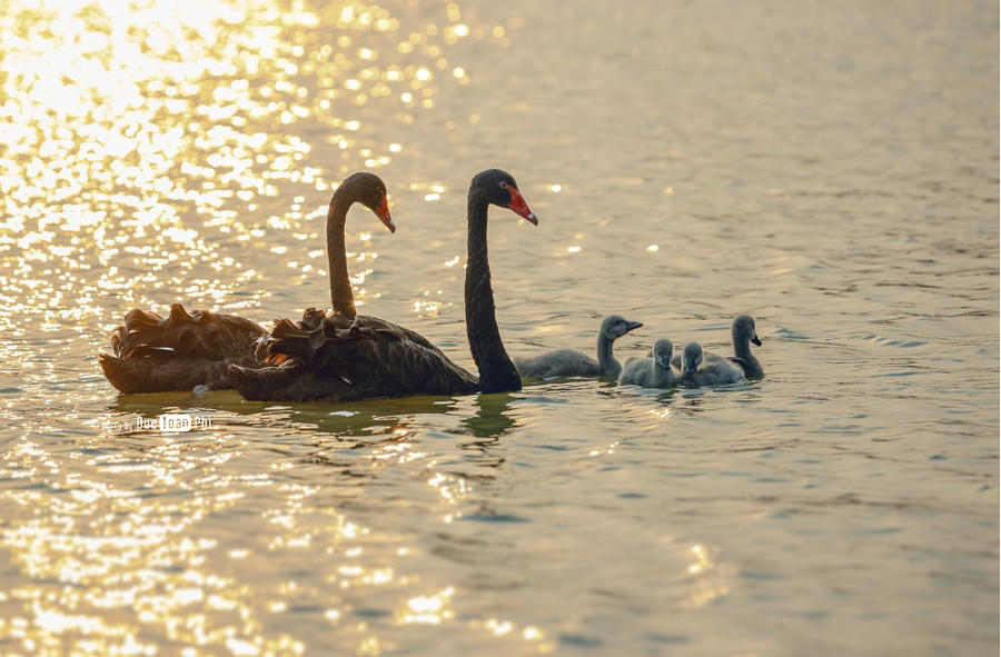 Theo chủ đầu tư, vào cuối tháng 5 vừa qua, hai đàn chim thiên nga non đã được ấp nở thành công. Hiện tại, Ecopark là khu đô thị đầu tiên tại Việt Nam ấp nở thành công chim thiên nga.