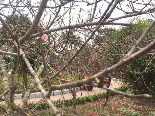 Trong khi đó, tại Chợ hoa Xuân đường Lạc Long Quân (Tây Hồ, Hà Nội) hàng nghìn cành đào rừng vượt vài trăm cây số từ các tỉnh Tây Bắc đã tạo thành “vườn đào rừng” ngay giữa Thủ đô, để du khách cũng như  thoải mái ngắm nhìn và chọn mua.