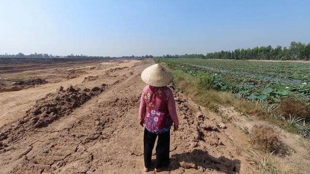 Bà Đẹp đứng nhìn ruộng sen bị phèn làm chết dần chết mòn