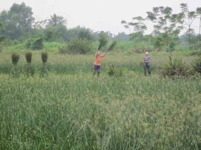 Gia đình bà Hồng có 3 đứa con đều đi Nam làm, vì nghề trồng cói không đủ sống