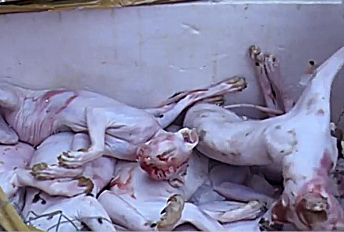 Thịt mèo đã được sơ chế đang bốc mùi hôi thối đang được mang đi tiêu thụ.