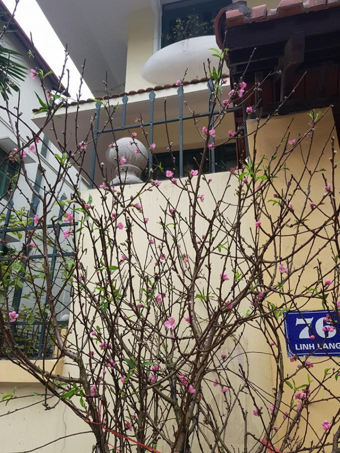 Một số cành đào rừng cũng được bày bán.