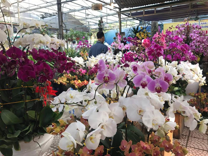 Các loại lan hồ điệp khoe sắc thắm