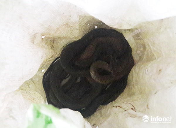 Hình ảnh nhà của nhà báo Hải Châu bị khủng bố bằng rắn độc (Ảnh: Infornet)