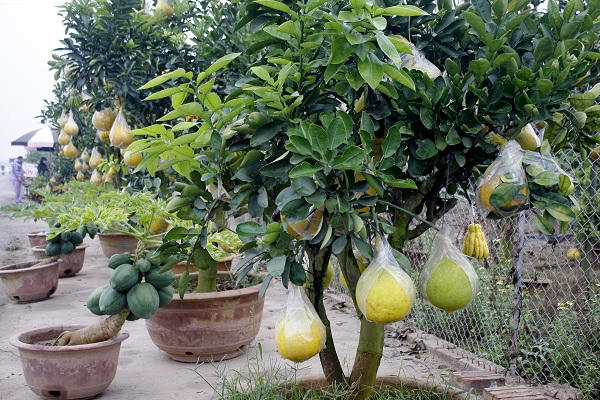 Nói về việc trồng cây trong chậu, người dân cho biết, cây được trồng trong chậu từ năm này qua năm khác, để cây sống và tồn tại được thì quanh chậu phải đục lỗ sau đó đào hố chôn nửa chậu xuống dưới đất để cây hút ẩm và rễ cây ăn ra, như vậy cây mới sống khoẻ và nuôi quả được
