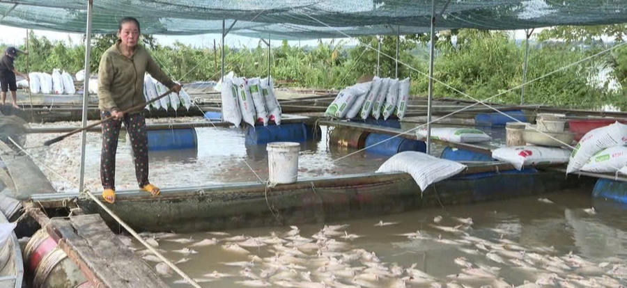 Xót xa cá lồng bè chết trắng sau bão số 13. Ảnh: Thanh Hải