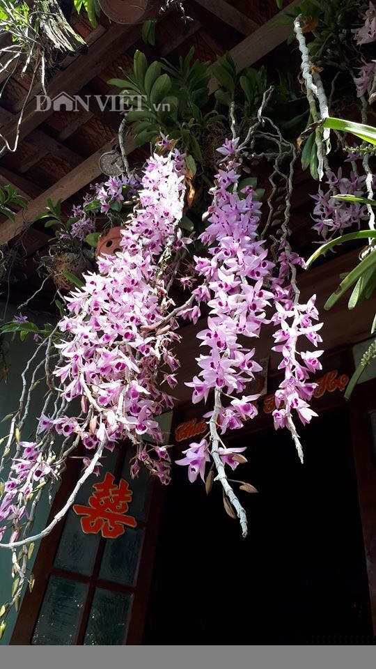 them nha treo toan hoa lan rung quy hiem cua trai 9x tinh dak nong hinh anh 7