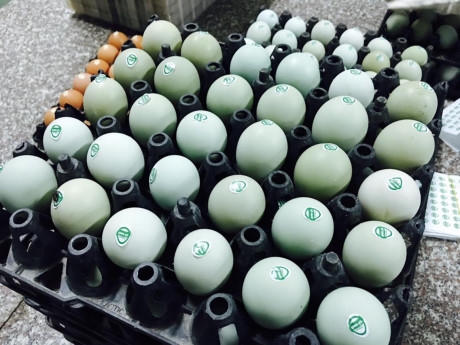 Tuy nhiên, loại trứng vỏ xanh hiện có giá khá đắt đỏ so với các loại trứng gà thông thường