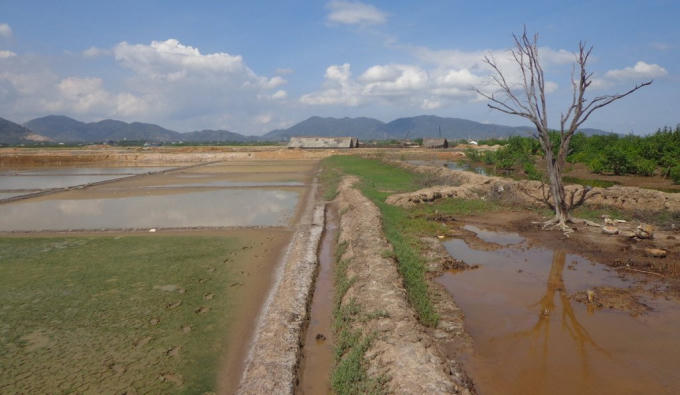 Ruộng muối người dân canh tác.