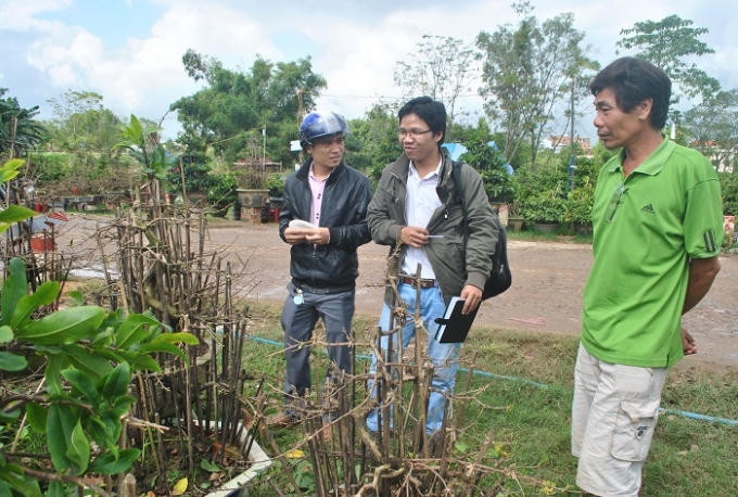 Hoà vào sự rộn ràng của các nhà vườn, mọi người cũng bắt đầu đổ về làng mai, các khu bày bán để thưởng thức cây cảnh ngày Tết. Trong ảnh, hai vị khách trẻ đến từ TP.Quy Nhơn, họ bị cuốn hút bởi các dáng mai tại khu chợ mai Cẩm Văn (phường Nhơn Hưng, thị xã An Nhơn).