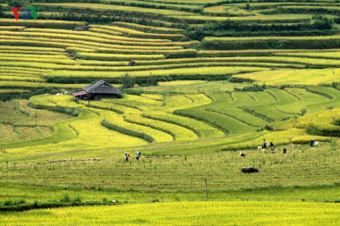 Mùa vàng ở Lai Châu bắt vào cuối tháng 7, đầu tháng 8 âm lịch hàng năm.