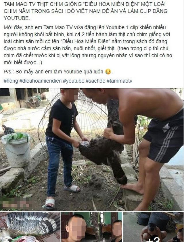 Hình ảnh con chim bị 2 anh em Tam Mao TV làm thịt được cho là giống chim quý có tên Diều hoa Miến Điện. (Ảnh: Dân trí)