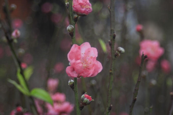 Chính vì vậy, mặc dù rét đậm nhưng người Hà Nội vẫn có đào chơi Tết sớm.