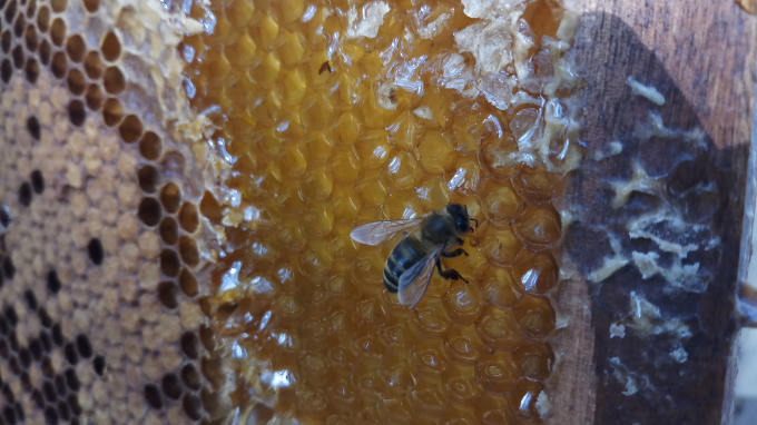 Về Đắk Lăk ngắm m&ugrave;a quay ong