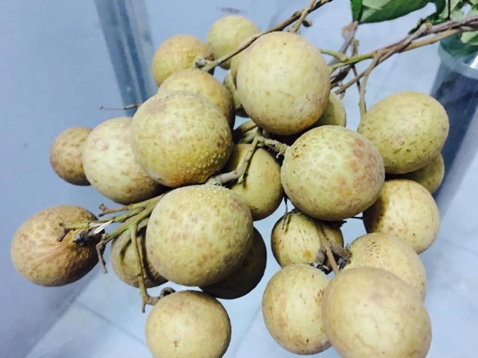 Nhưng nếu sử dụng công nghệ xông hơi lưu huỳnh thì nhãn sẽ có màu vỏ vàng sáng hơi màu tự nhiên vốn có của quả nhãn.
