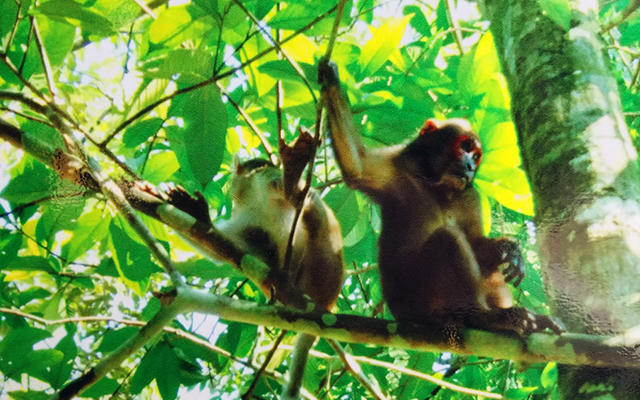 Khỉ mặt đỏ được nuôi ở khu bán hoang dã trước khi thả trở lại rừng.