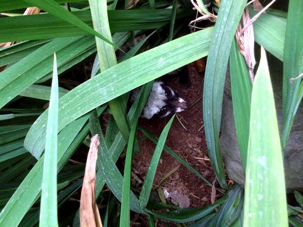 Cá thể Cầy vòi hương bị lạc vào nhà cố Đại Tướng Võ Nguyên Giáp.