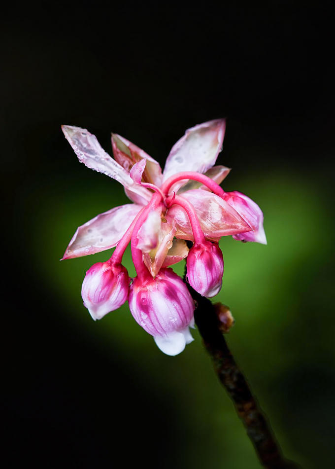 Đào chuông nở rộ vào mùa xuân, thường bắt đầu từ tháng 1 đến tháng 3, khi tiết trời đương xuân với bảng lảng sương mây.