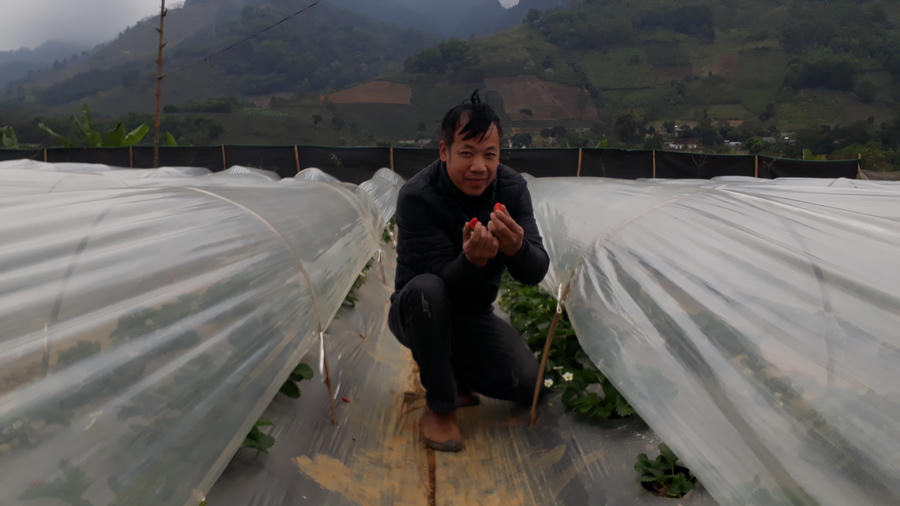 Anh Hùng giới thiệu những trái dâu tươi ngon hái tại vườn