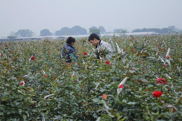 Theo những người chủ ở đây cho biết, những ngày này hầu như không phải mang đi chợ bán mà sẽ có những người buôn hoa đến tận nơi thu mua.