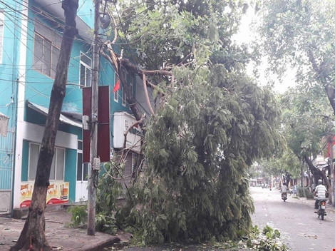 Cây bị bão quật gãy. Ảnh: C.Th