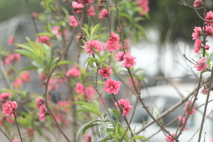 Hà Nội: Rực rỡ sắc đào nở muộn