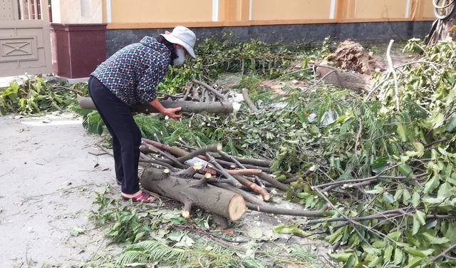 Những cành cây lớn được cưa thành khúc ngắn từ 50cm-1m để vừa về làm củi, vừa đem bán.