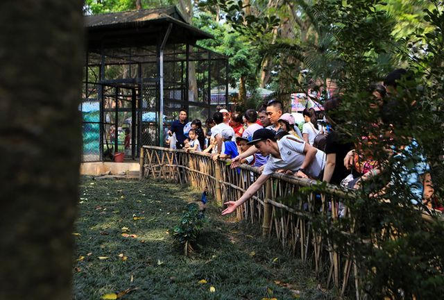Các khu vực nuôi nhốt động vật trong công viên Thủ Lệ luôn có đông người đứng xem.