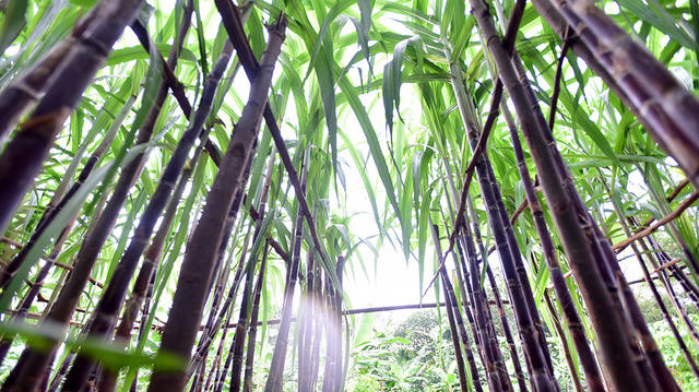 Gia đình Lương trồng nhiều loại cây trái nhưng đều bị ngập, chỉ còn lại vườn mía ở phần đất cao. Vườn mía cũng là hi vọng duy nhất của gia đình trong mùa nước lũ này.