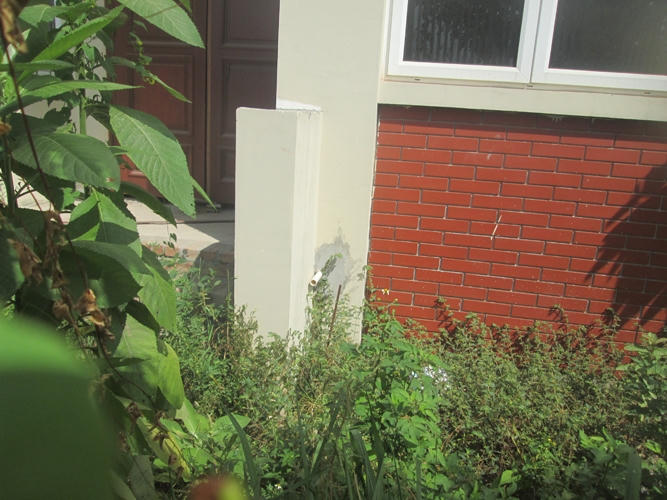 Cỏ mọc um tùm trong những ngôi biệt thự bỏ hoang