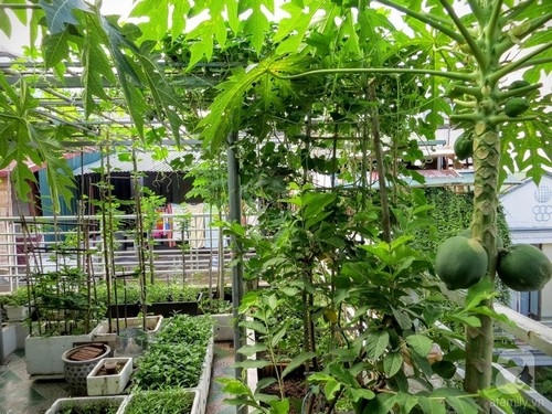 Vườn rau xanh rộng 25m&sup2; m&ugrave;a n&agrave;o thứ ấy của &ldquo;L&atilde;o N&ocirc;ng Phố&rdquo; ở H&agrave; Nội