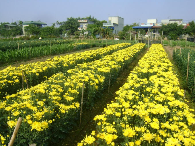 Sắc hoa khiến cho trời đông trở nêm ấm cúng hơn, xua tan cảm giác ảm đạm, lạnh lẽo vốn có.