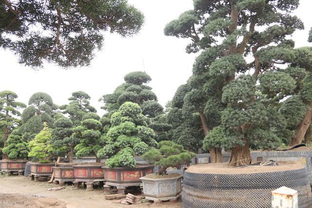 Là người yêu thích và đam mê cây cảnh của Nhật Bản đặc biệt là tùng La Hán, nên cách đây 5 năm, ông Vũ Xuân Lành (SN 1970, Hà Nội) đã cùng với một vài người bạn lặn lội sang xứ sở hoa anh đào để tìm mua các cây tùng cổ thụ.