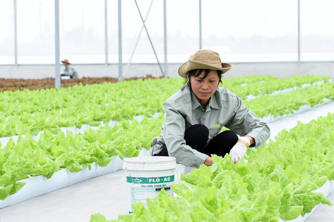 Nông trường công nghệ cao hiện đại VinEco Hà Nam.