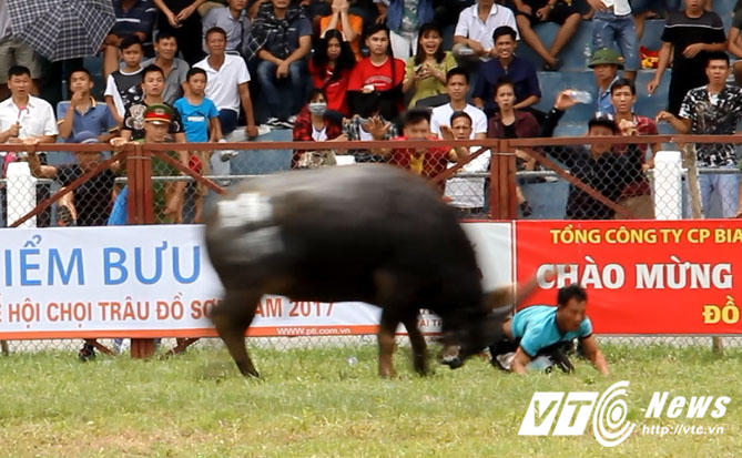 Hình ảnh kinh hoàng khi 'ông trâu điên' số 18 húc chủ nhân nhiều lần trên sâu đấu. (Ảnh Minh Khang)