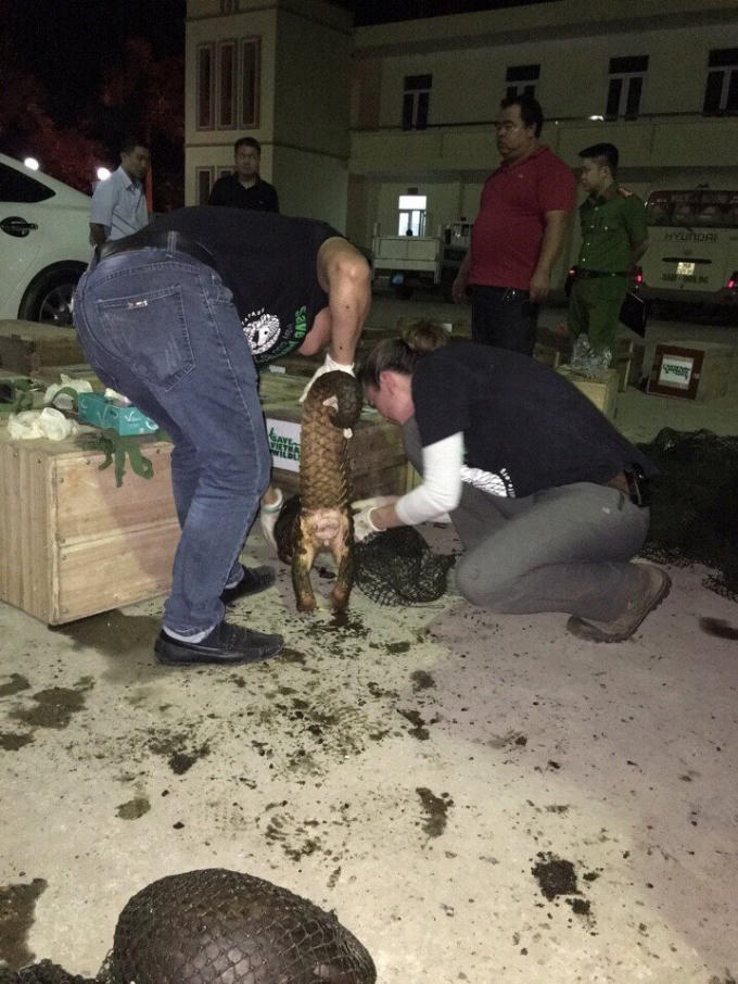 118 cá thể têtê với tổng khối lượng 556 kg.