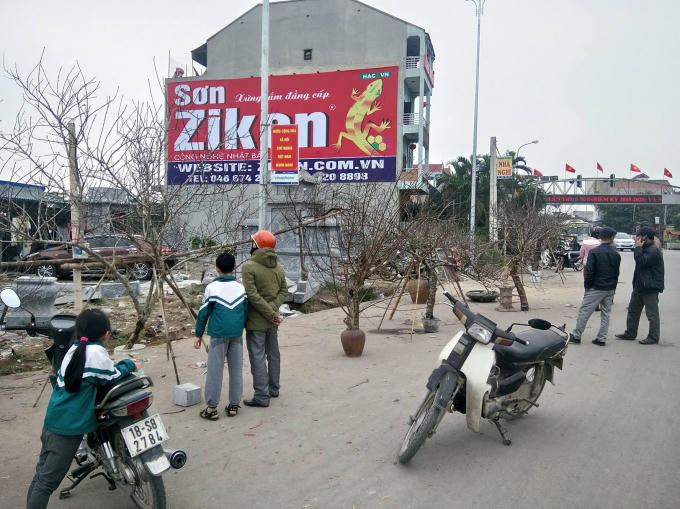 Khách xem cành đào rừng.