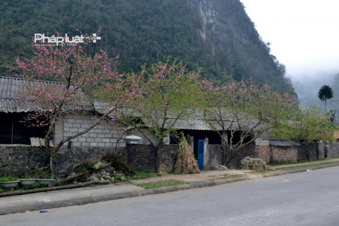 Dọc tuyến đường đi từ huyện Yên Minh lên Đồng Văn du khách dễ dàng được chiêm ngưỡng vẻ đẹp của những cánh hoa Đào đang khoe sắc.